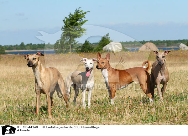 4 Hunde / 4 dogs / SS-44140