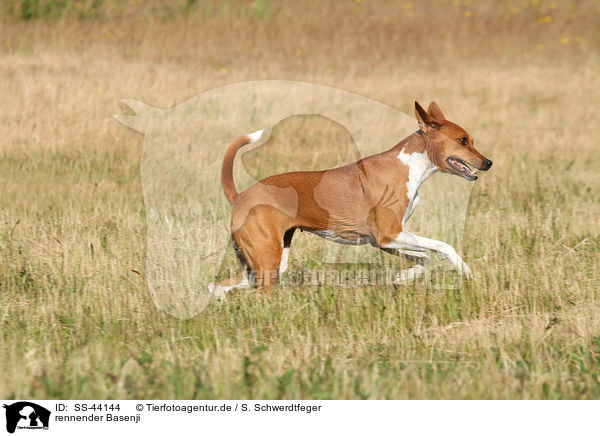 rennender Basenji / SS-44144