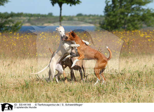 3 spielende Hunde / 3 playing dogs / SS-44146