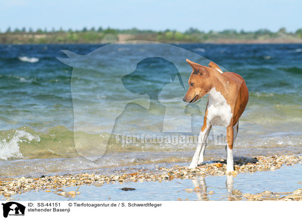 stehender Basenji / standing Basenji / SS-44151