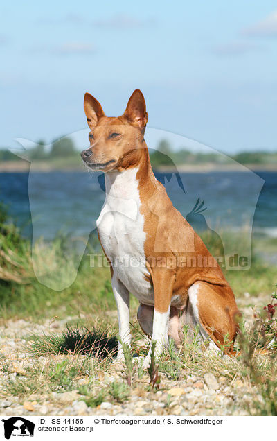 sitzender Basenji / SS-44156