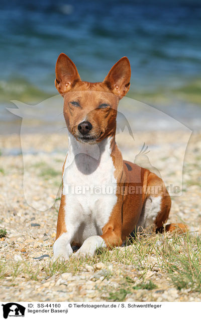 liegender Basenji / lying Basenji / SS-44160