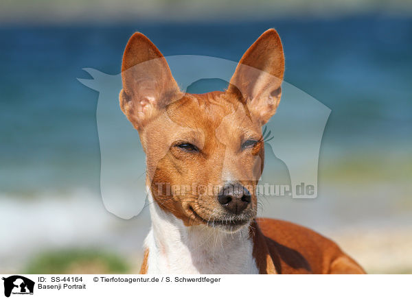 Basenji Portrait / SS-44164