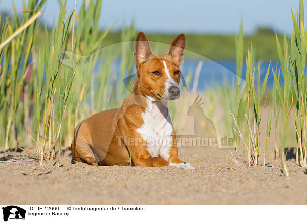 liegender Basenji / lying Basenji / IF-12660