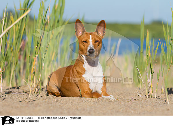 liegender Basenji / lying Basenji / IF-12661