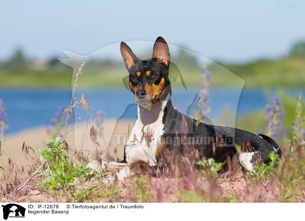 liegender Basenji / lying Basenji / IF-12676