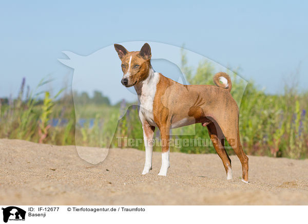 Basenji / Basenji / IF-12677