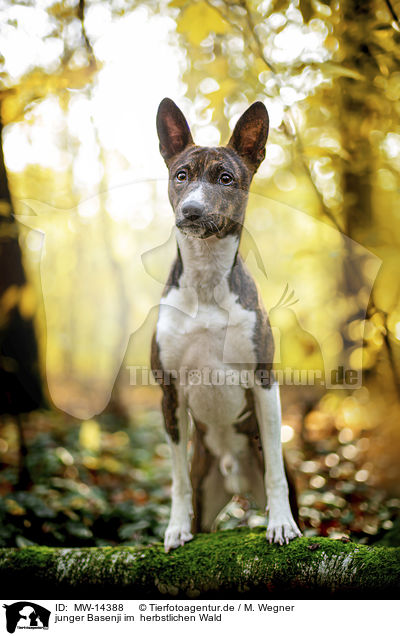 junger Basenji im  herbstlichen Wald / young Basenji in the autumn forest / MW-14388