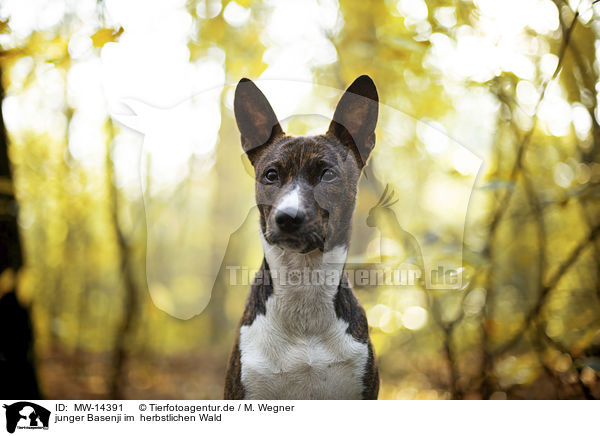 junger Basenji im  herbstlichen Wald / young Basenji in the autumn forest / MW-14391