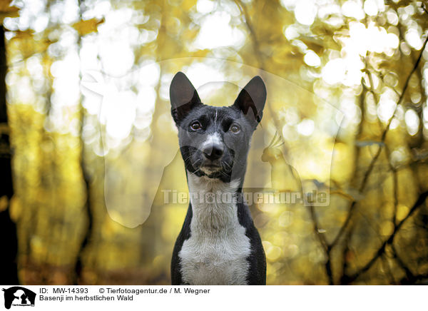 Basenji im herbstlichen Wald / MW-14393