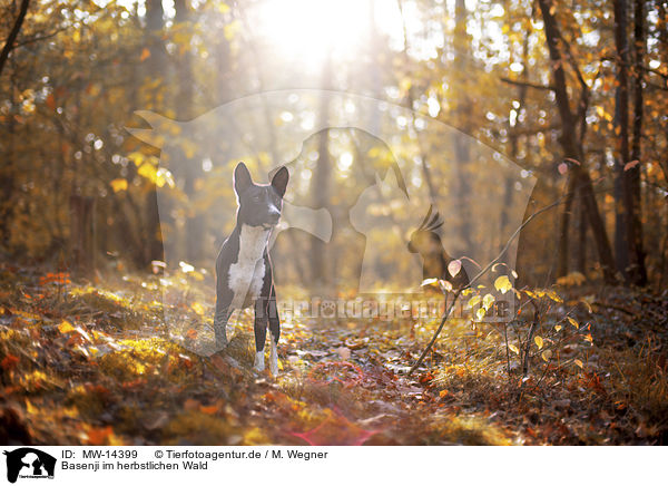 Basenji im herbstlichen Wald / Basenji in the autumn forest / MW-14399