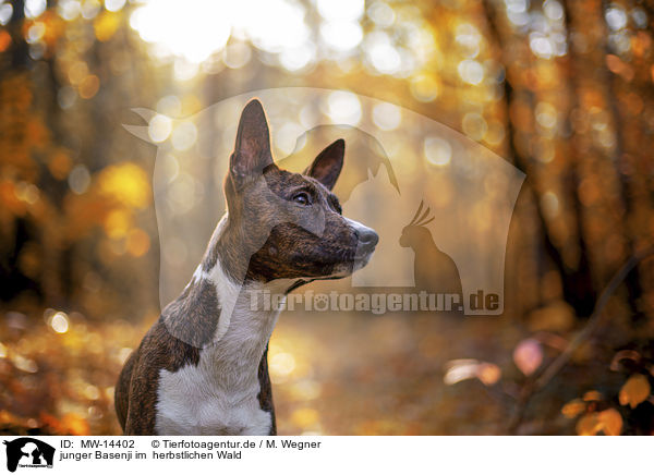 junger Basenji im  herbstlichen Wald / young Basenji in the autumn forest / MW-14402