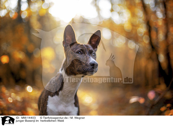 junger Basenji im  herbstlichen Wald / young Basenji in the autumn forest / MW-14403