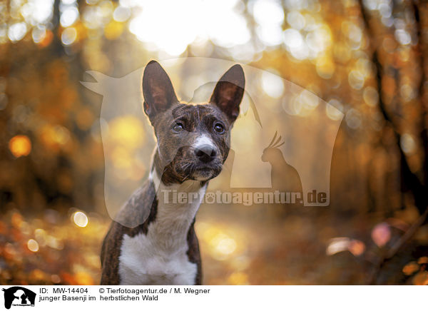 junger Basenji im  herbstlichen Wald / young Basenji in the autumn forest / MW-14404