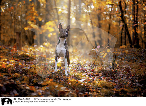 junger Basenji im  herbstlichen Wald / young Basenji in the autumn forest / MW-14407