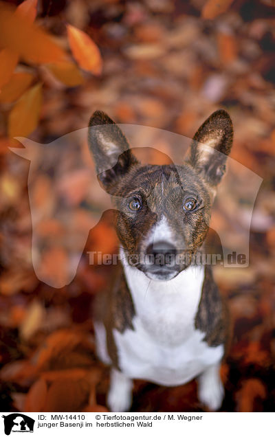 junger Basenji im  herbstlichen Wald / young Basenji in the autumn forest / MW-14410