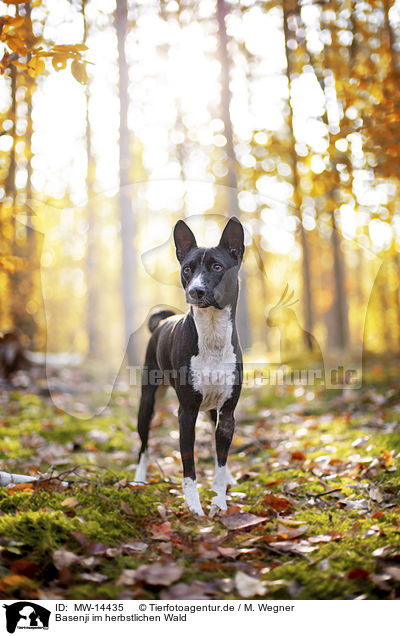 Basenji im herbstlichen Wald / MW-14435