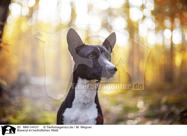 Basenji im herbstlichen Wald / Basenji in the autumn forest / MW-14437