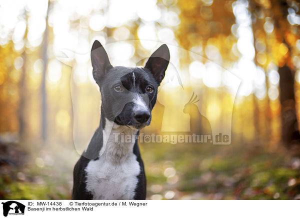 Basenji im herbstlichen Wald / Basenji in the autumn forest / MW-14438