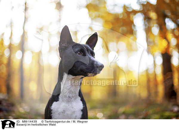 Basenji im herbstlichen Wald / Basenji in the autumn forest / MW-14439