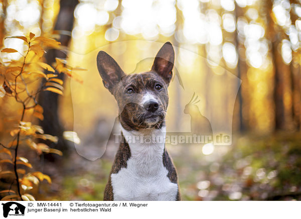 junger Basenji im  herbstlichen Wald / young Basenji in the autumn forest / MW-14441