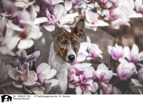 Basenji Hndin / SGR-01154