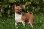 Basenji Welpe