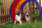 Basenji Welpe