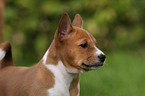 Basenji Portrait