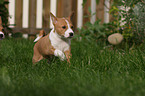 rennender Basenji Welpe