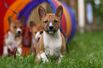 Basenji Welpe