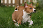 Basenji Welpe