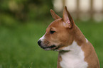 Basenji Portrait