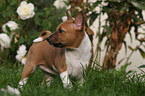 Basenji Welpe