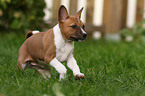 rennender Basenji Welpe