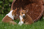 Basenji Welpe