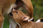 Basenji Welpe