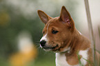 Basenji Welpe