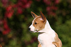 Basenji Portrait