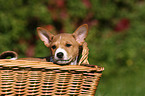 Basenji Welpe