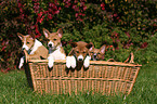 Basenji Welpe