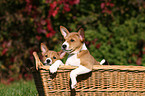 Basenji Welpe