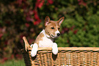 Basenji Welpe