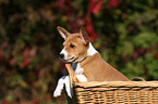 Basenji Welpe