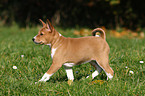 Basenji Welpe