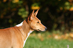 Basenji Portrait