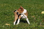 Basenji Welpe