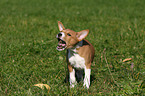 Basenji Welpe