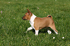 Basenji Welpe