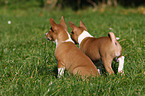 Basenji Welpe